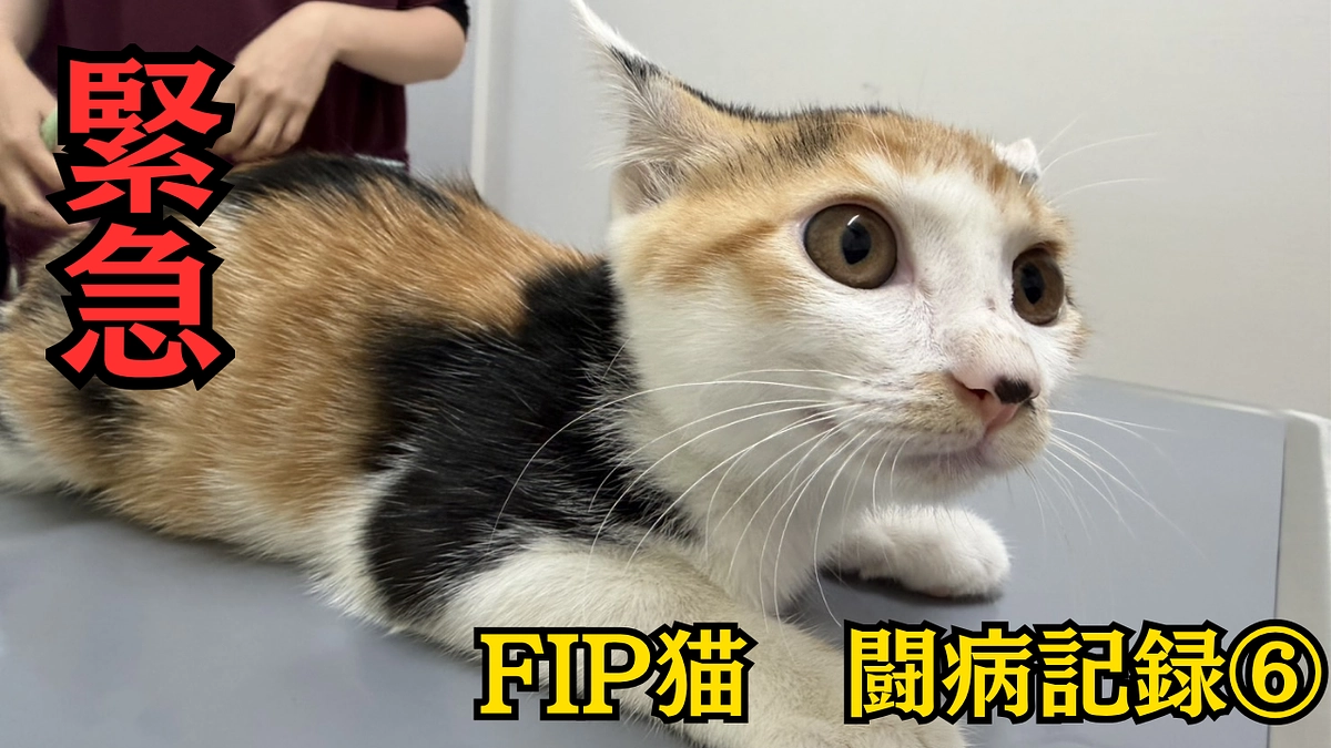 緊急 FIP （猫伝染性腹膜炎）治療記録⑤