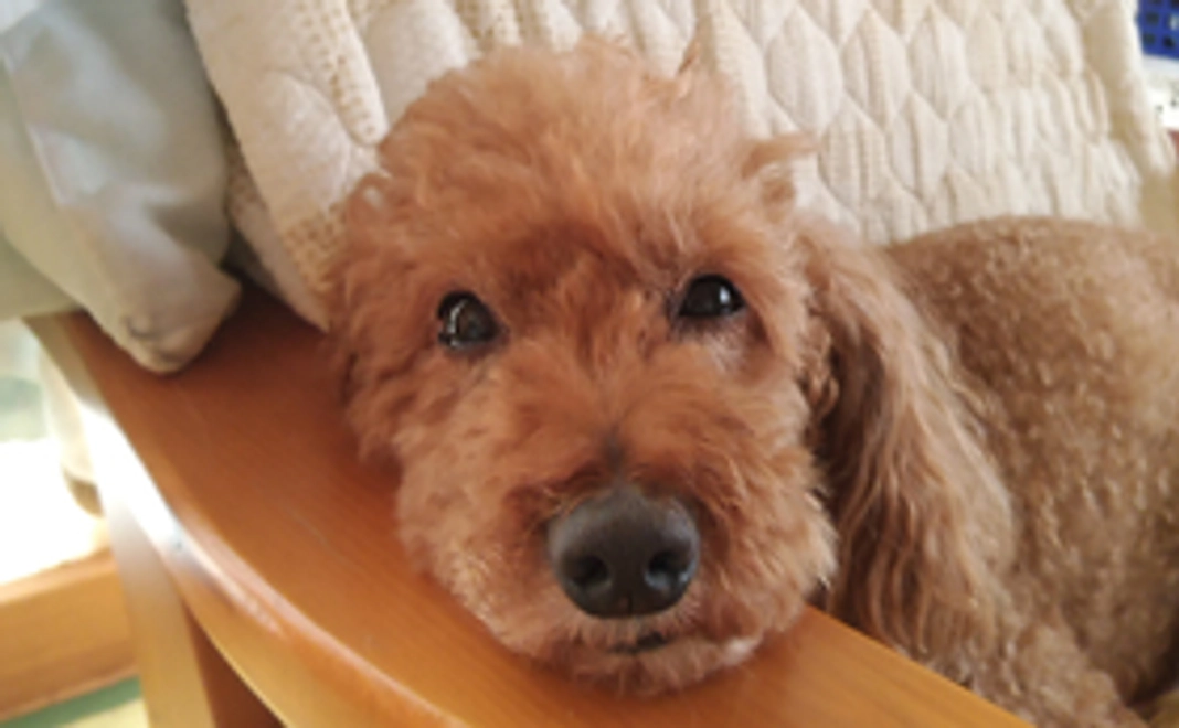 モカ応援コース・A