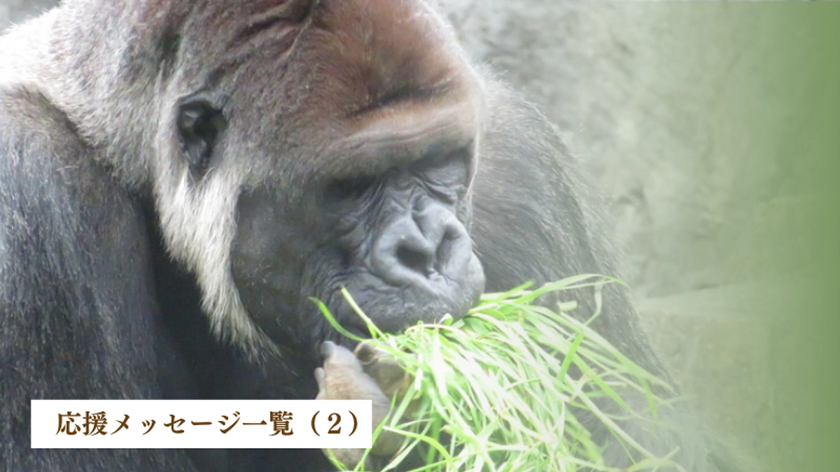 いただいた応援メッセージ一覧（2）