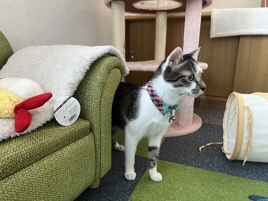 ねこホテルにお客様