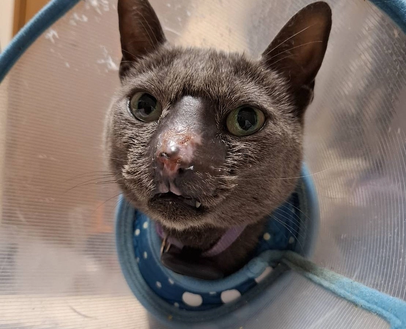 クラウドファンディングがあと２日となりました。