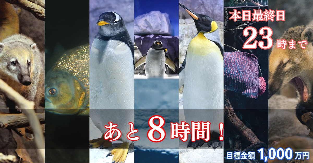 【あと8時間！】みんなでつなぐ 海遊館動画コースについてのお知らせ