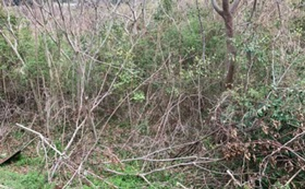 荒れた土地整地にご支援ください