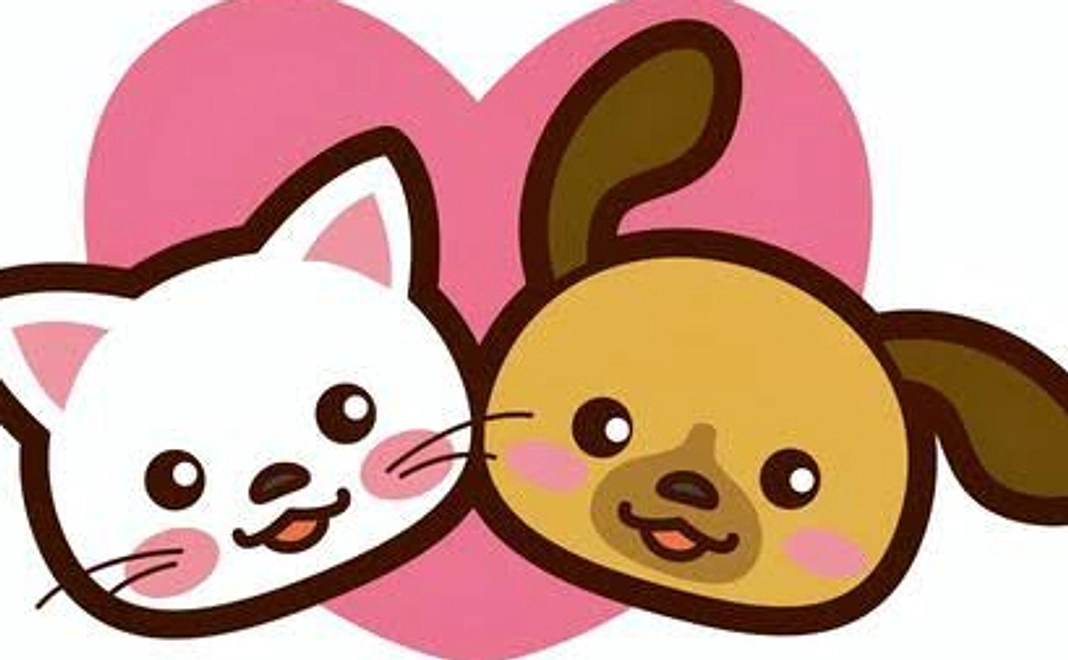 手書きのお礼状＆シェルターの猫の写真