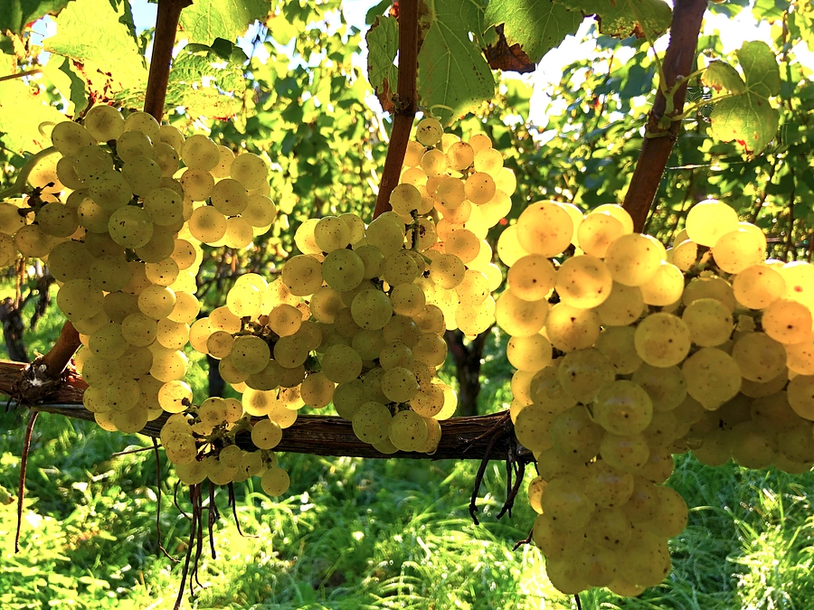 【残り４日】遊休農地を活用！シャルドネの産地・高山村で美味しいワインを造りたい