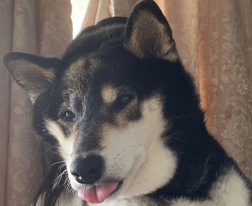 肝臓の値と新しい抗がん剤