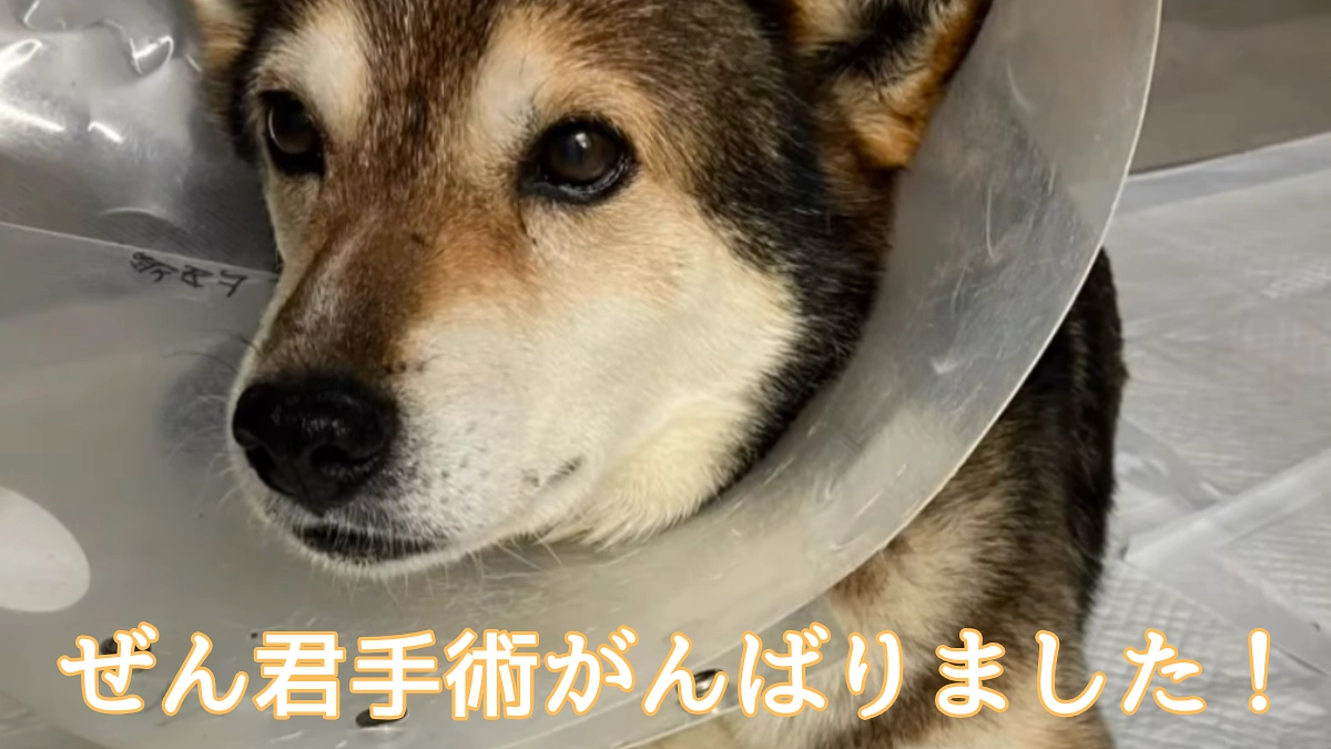 ぜんくんの為に皆さんありがとうございました！