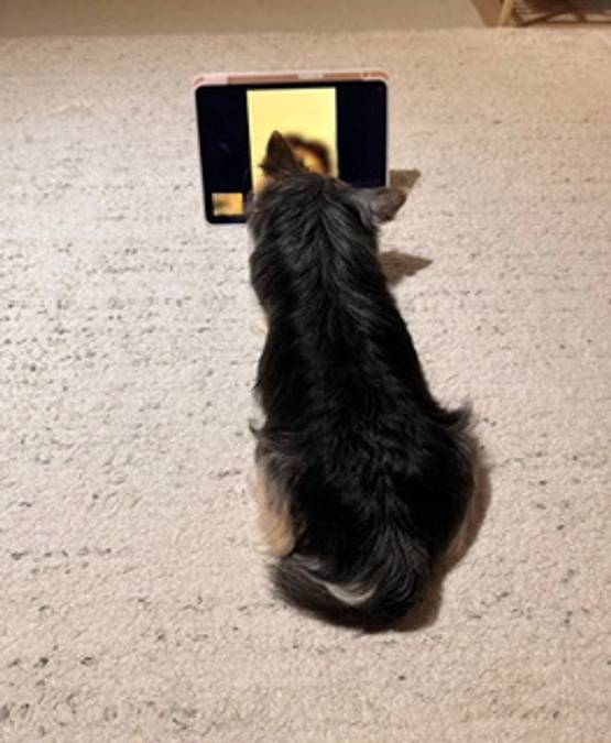 ビデオ通話🙄❤️🐶