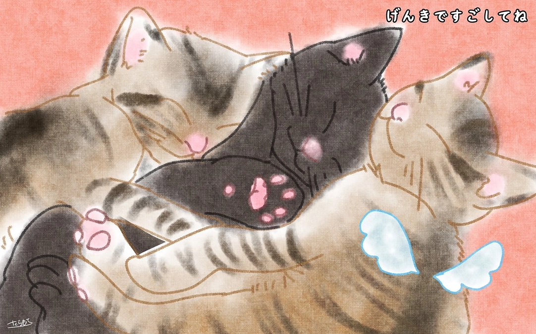 とらとルナとソル