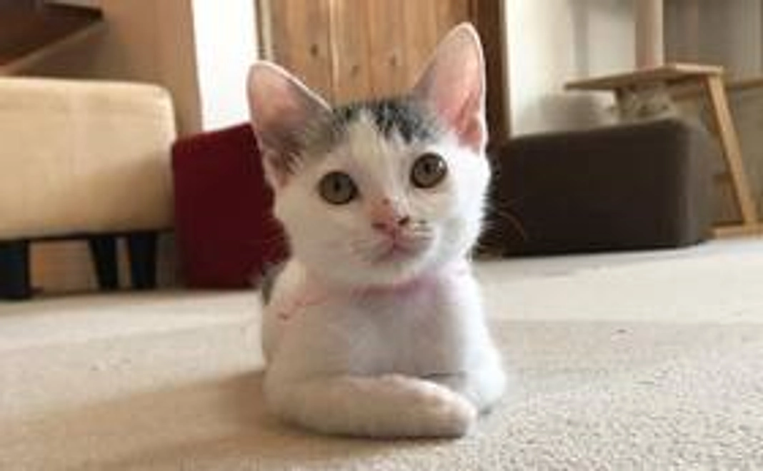 【お気持ちコース】