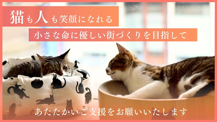 人の深刻な高齢化から犠牲になる猫を救うために。命を守る医療支援を！ 6枚目