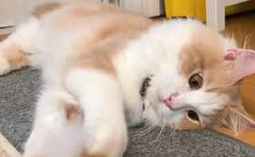 ECHIRE応援するにゃコース2