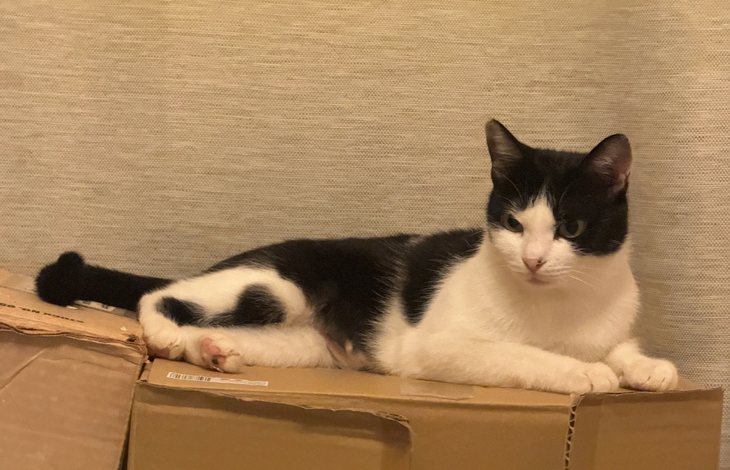 シンバとアテネの表情