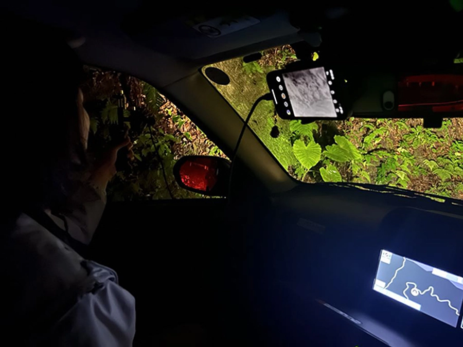 沖縄島におけるアマミヤマシギの調査報告