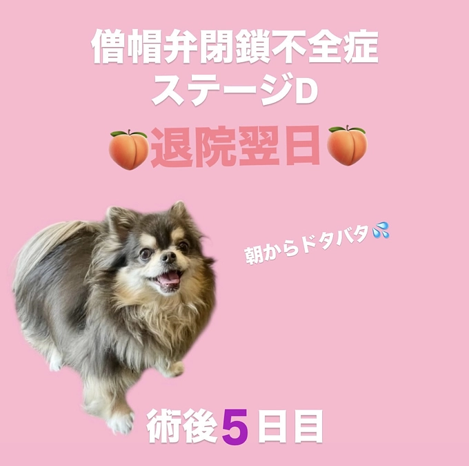 ももたんの術後5日目(5/21)