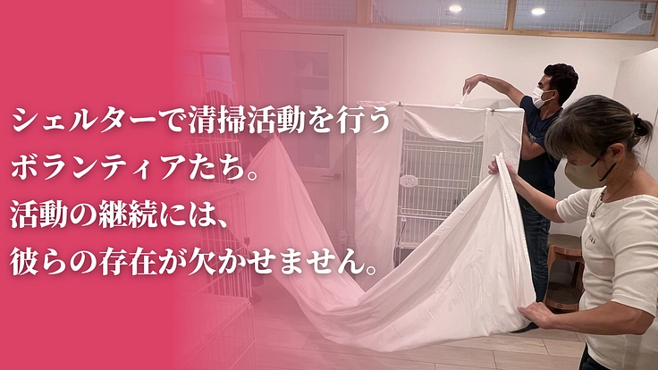 「不幸な猫ゼロ」を目指して。猫たちを救うセーフティネットにご支援を 3枚目