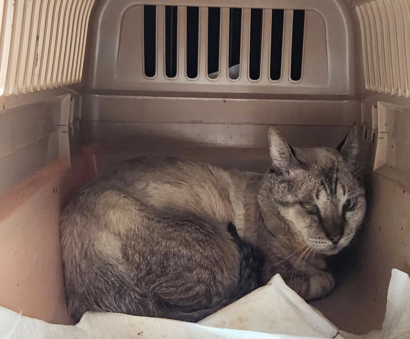 ケガ猫、のんちゃんの幸せ(=^・^=)