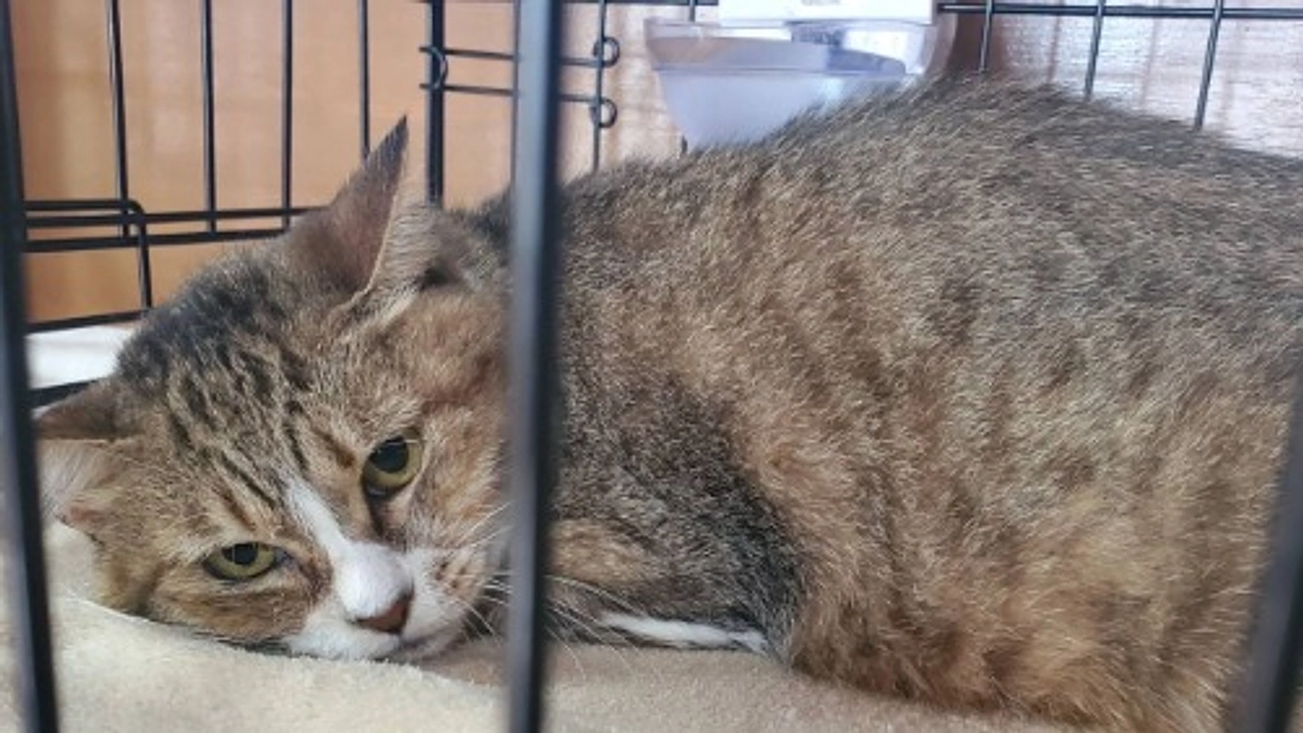 セイラさん、ご縁つながらずっ…