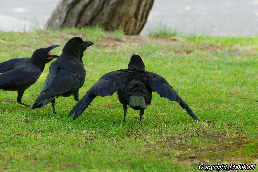 継続寄付がスタートいたしました