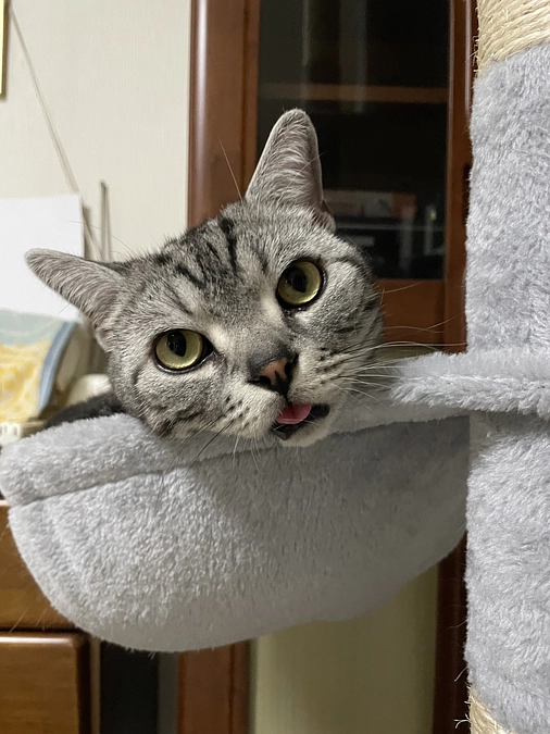 本日の銀時(投薬52日目)