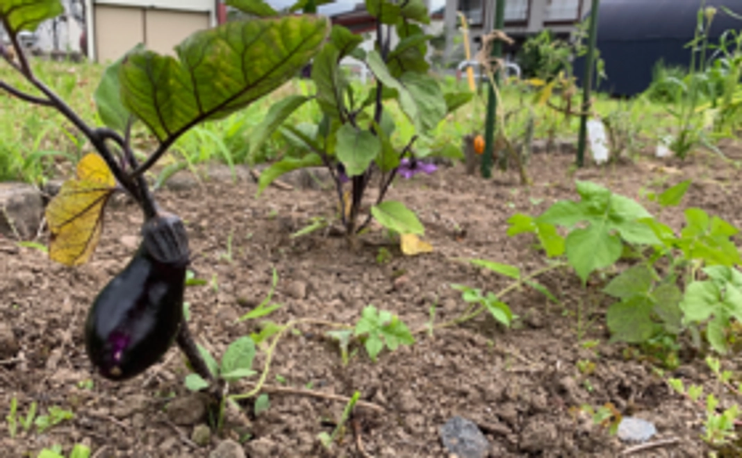 BASEの花壇オーナー権