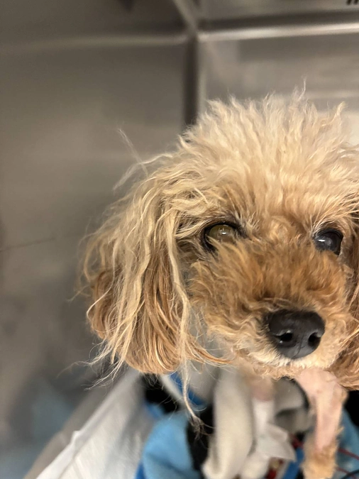 手術の成功！これから続く治療も頑張ります！