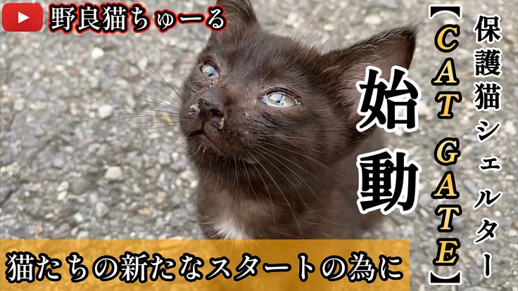 保護猫シェルター【CAT GATE】開設へご支援をお願いします