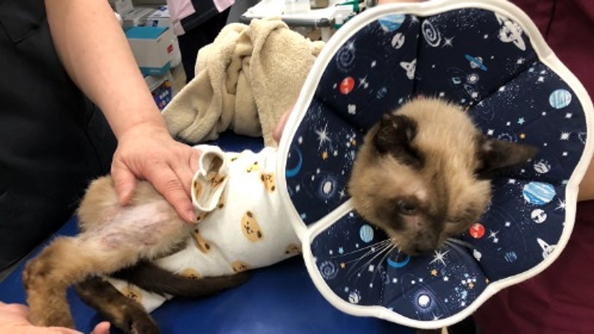 終了日まであと2日！どの子の命も諦めたくない！