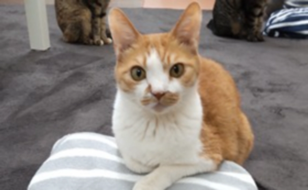 毎月応援1,000円コース