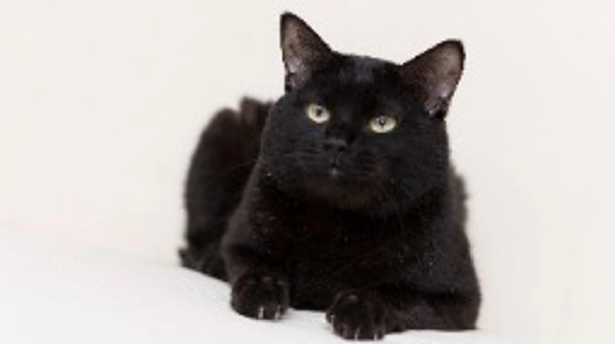 多頭飼育崩壊レスキュー記録