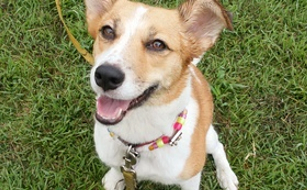 サンクスメール