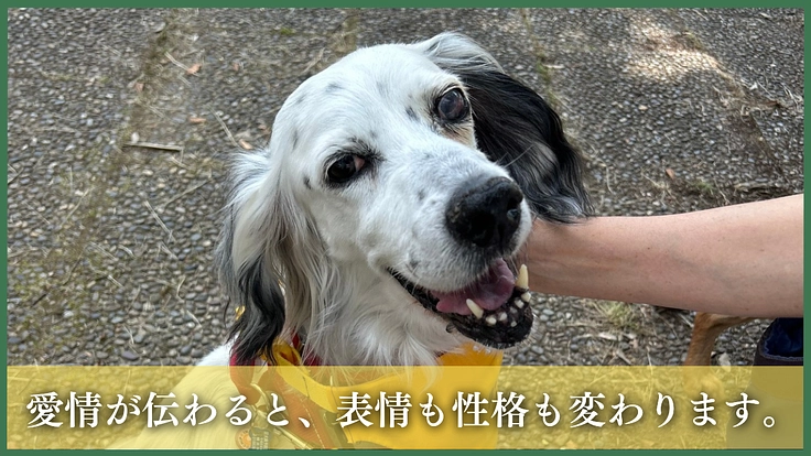 命の格差をなくす。殺処分対象の命を救い続けるため医療費のご支援を 4枚目