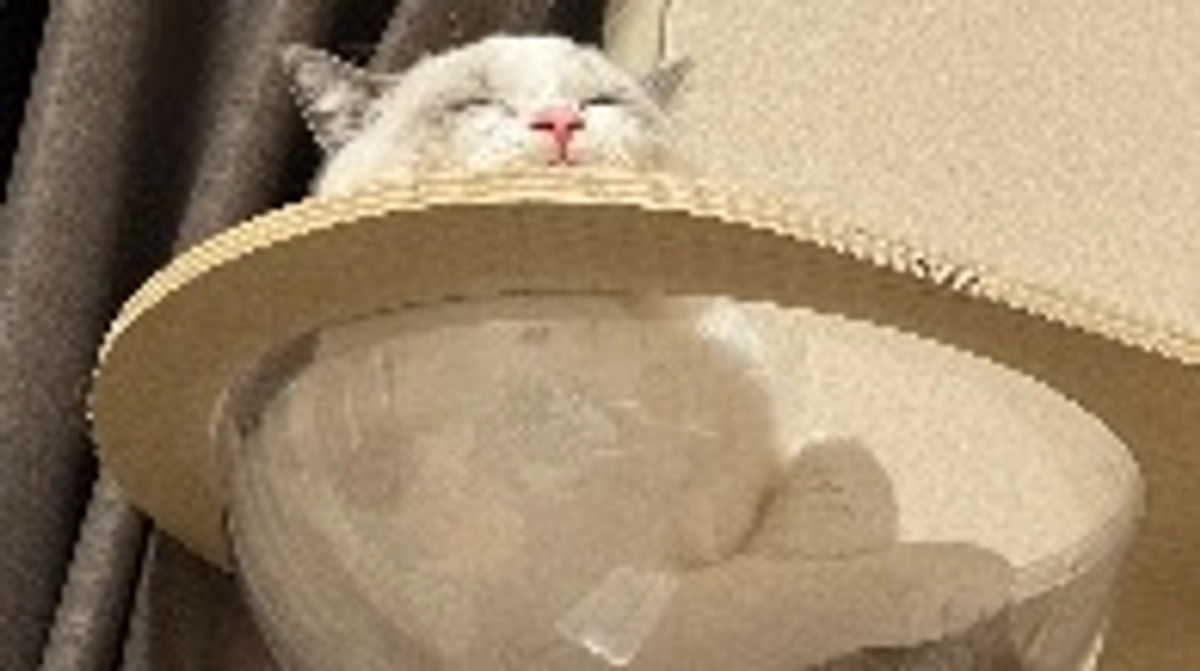 代理支援の登録をしました。