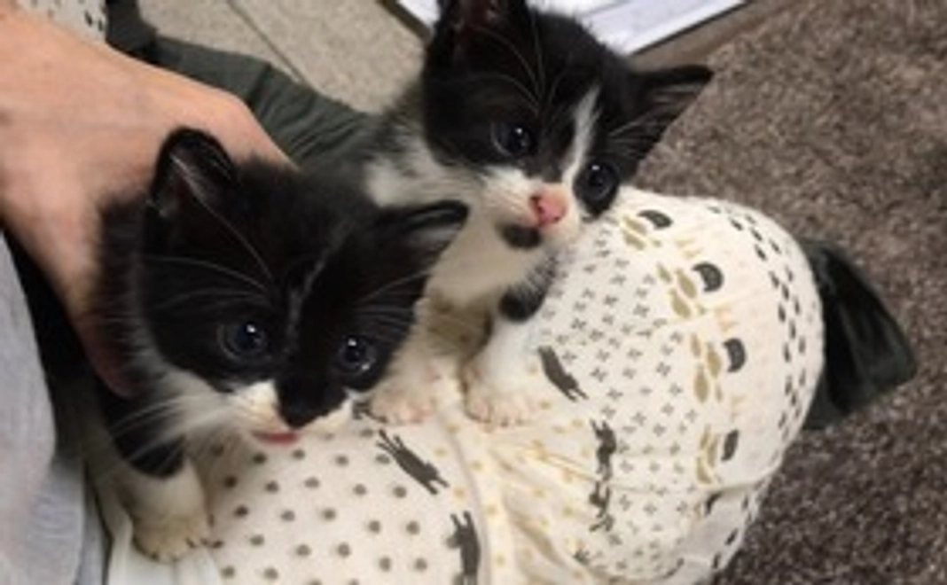 毎月3000円コース