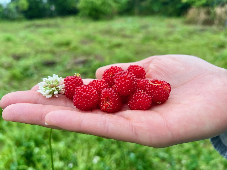 「起きたら自治会の皆さんが草刈りしてくれていました❗️」プロジェクト終了まであと５日になりました❗️