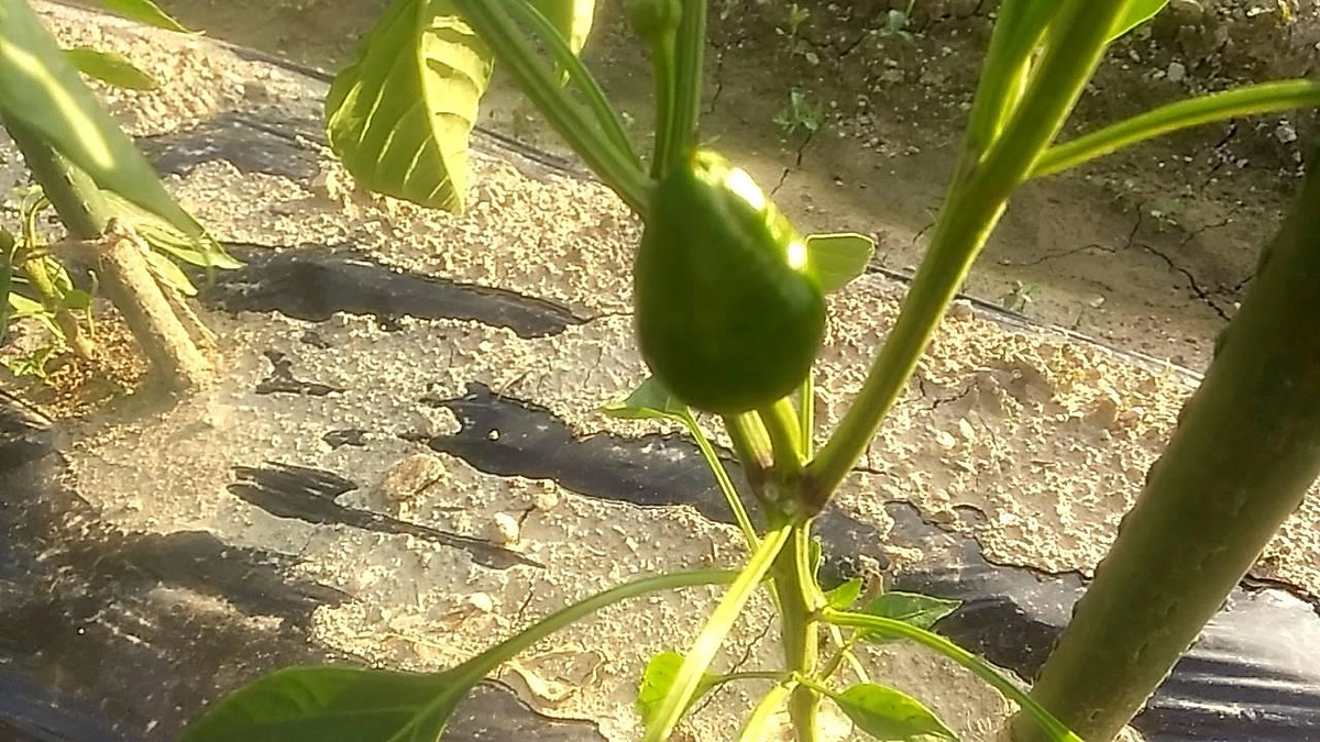 ついに初めての実が！！