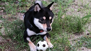 自宅の庭を開放し近所のわんちゃん達に安心安全なﾄﾞｯｸﾞﾗﾝを！ のトップ画像