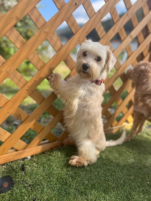 ありがとうございます