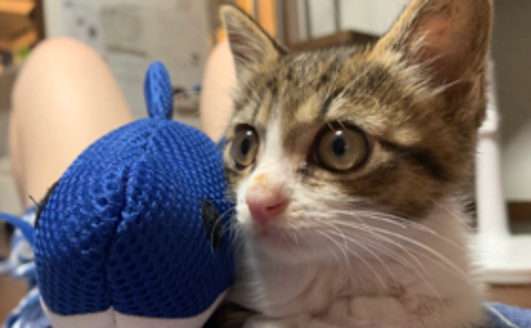 むぎちゃんファイト!!