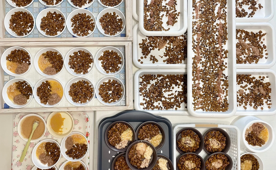 FIP治療薬1日分相当/猫のごはん1日分相当のご支援≪その1日を支えてほしい≫