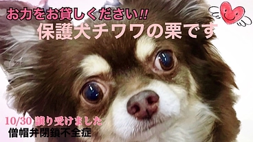 心臓病の為、保護犬カフェから卒業出来ずにいた栗に温かいご支援を‼︎ のトップ画像