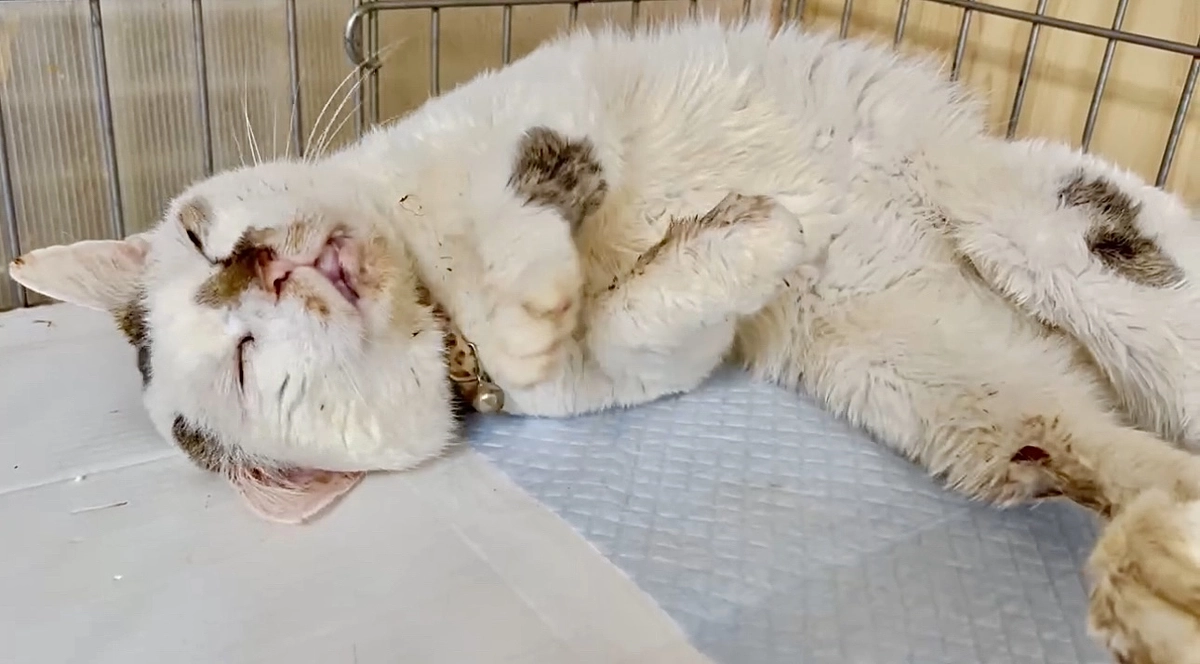 岡山県山火事での出来事