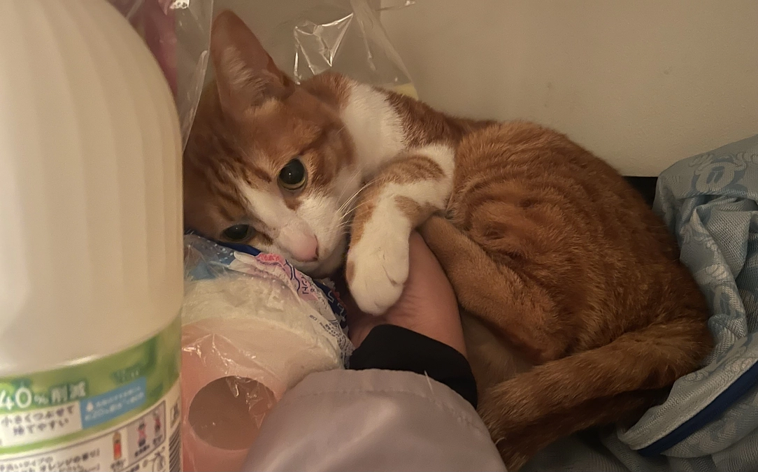 近況報告。プロジェクト始まりました。