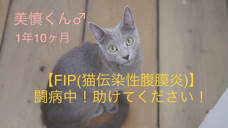 【FIP(猫伝染性腹膜炎)】になった美慎くんを一緒に助けてください