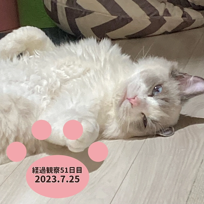 経過観察51日目(2023.7.25)
