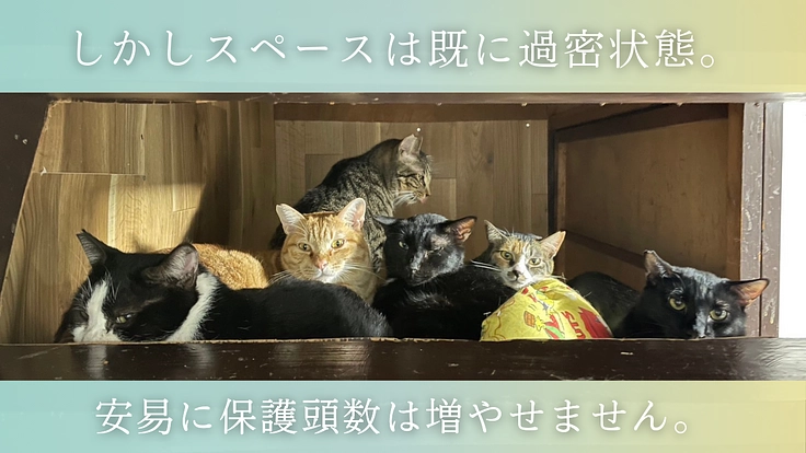 救える命を諦めない。 保護猫カフェを拡張し1匹でも多くの猫を幸せに 5枚目