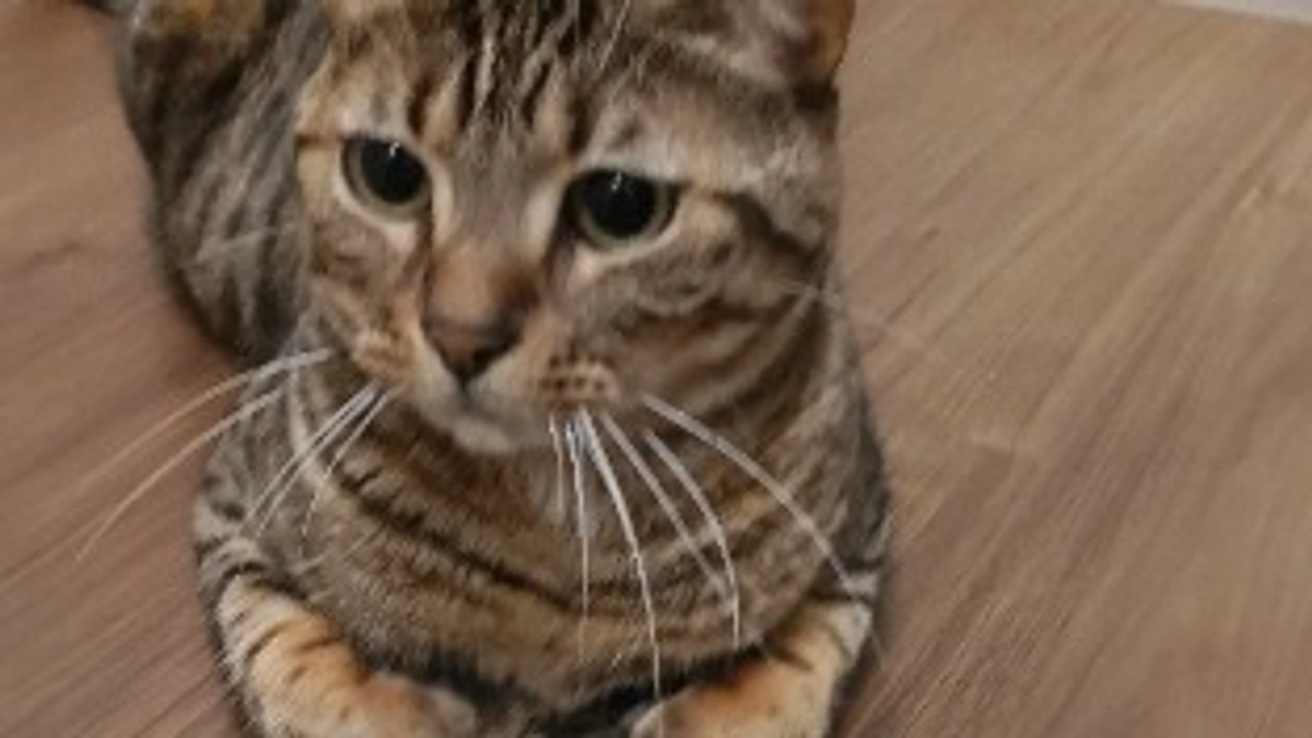 残り59時間　14日(月)23時まで　達成率58％　