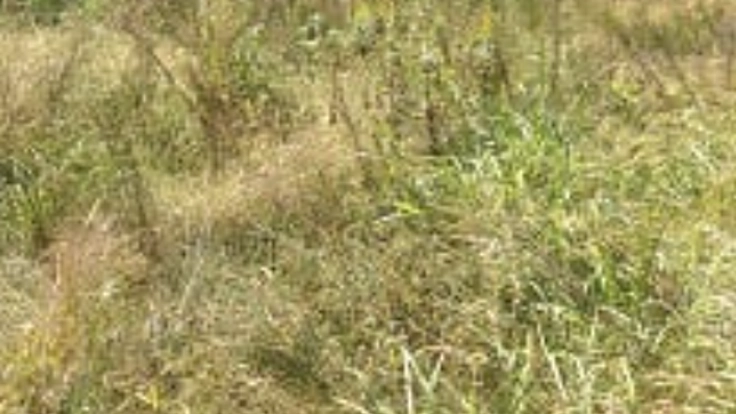 広島の山奥で稲作始めます