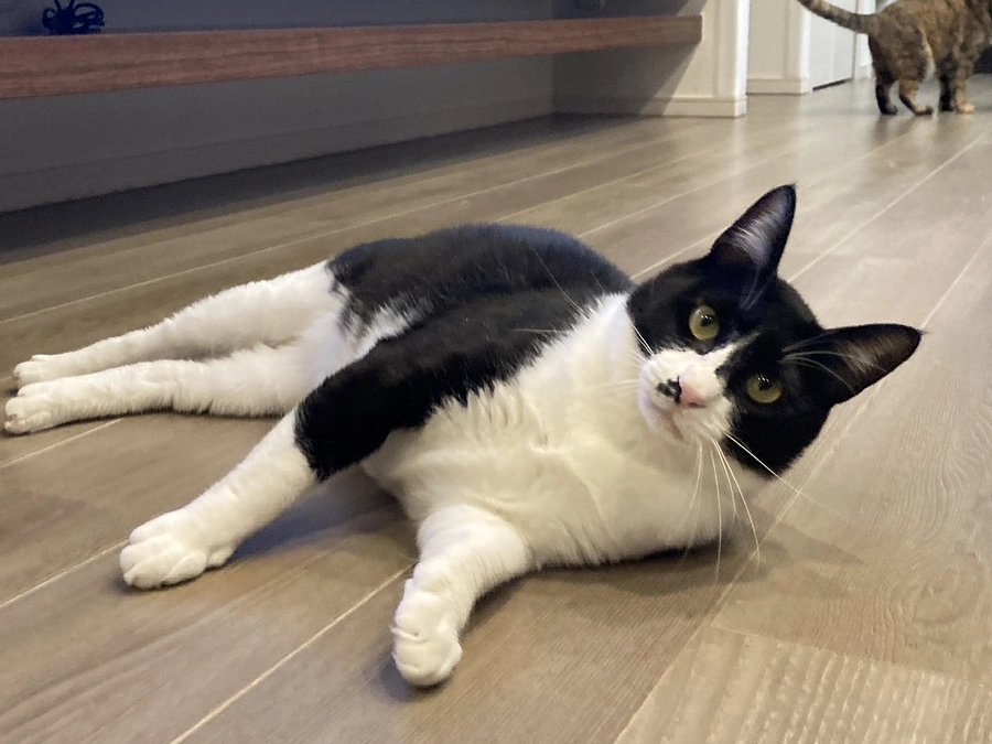 【みつぼし君】トライアル中のご報告と今月の予定