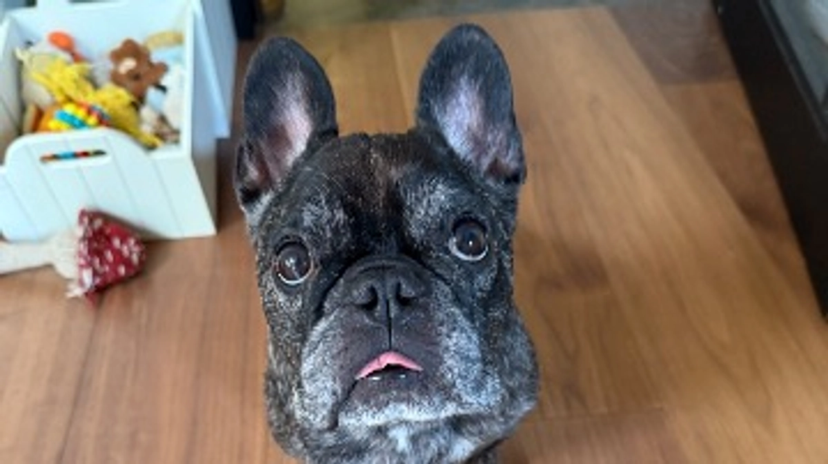 ベラの近況のご報告